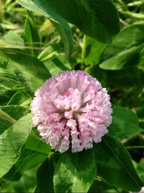 붉은토끼풀,홍삼엽,레드클로버,콩과,redclover,다년생초본,홍차축초,홍조초,홍화목숙