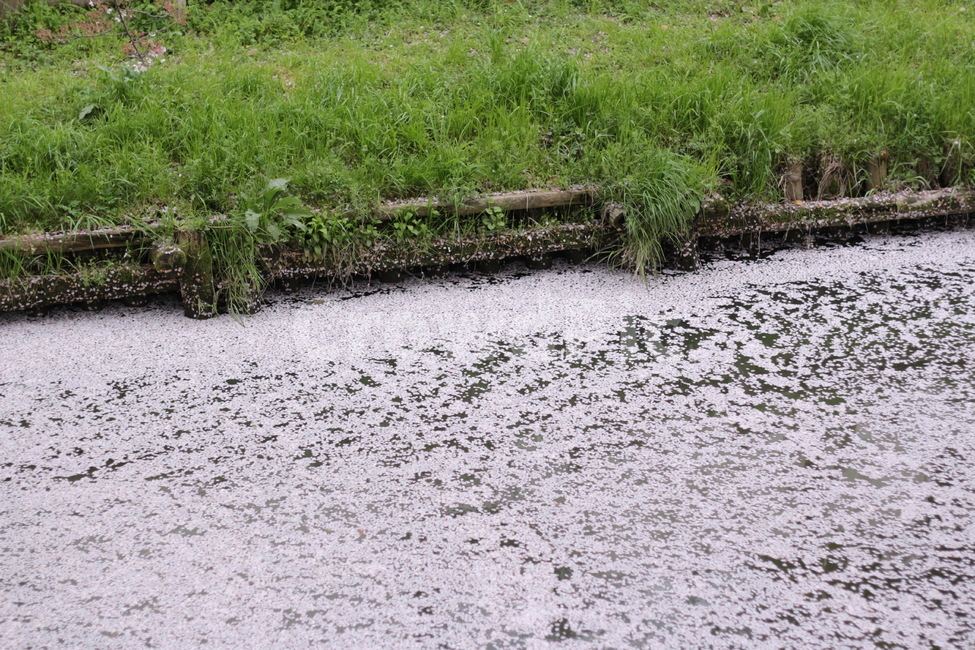 벚꽃,벚꽃강,일본하천,일본봄시즌,일본벚꽃,봄,계절,spring,season,nature,자연,outdoors,옥외,land,땅