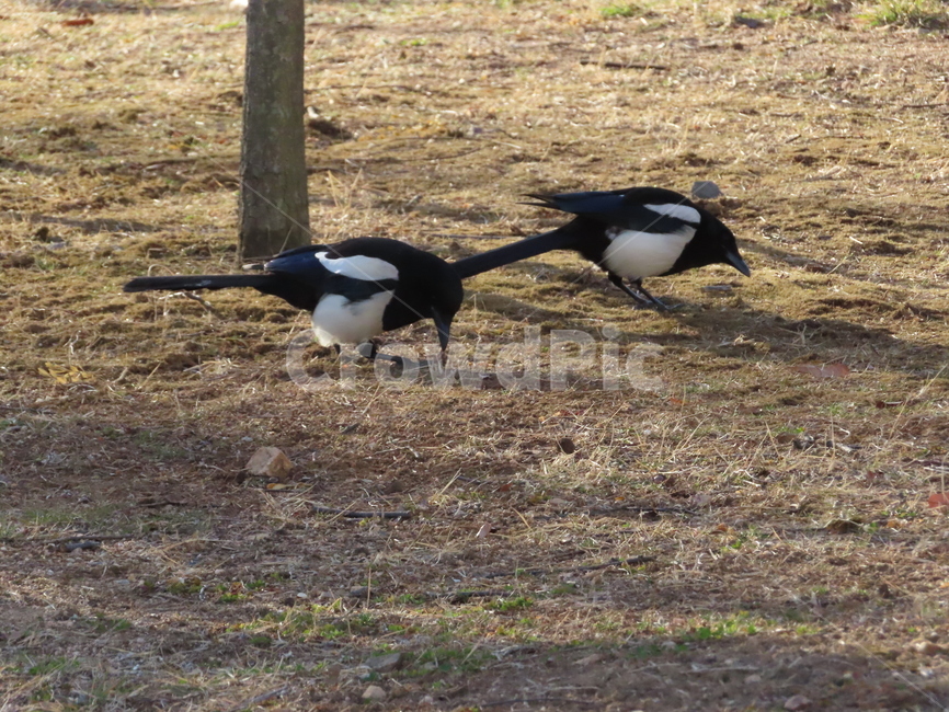 까치,동물,잡초,흙,봄,새,조류,갈색,식물,자연,한국조류,magpie,animal,weed,dirt,nature,spring,bird,brown,flora,동물,animal,조류,새,birds