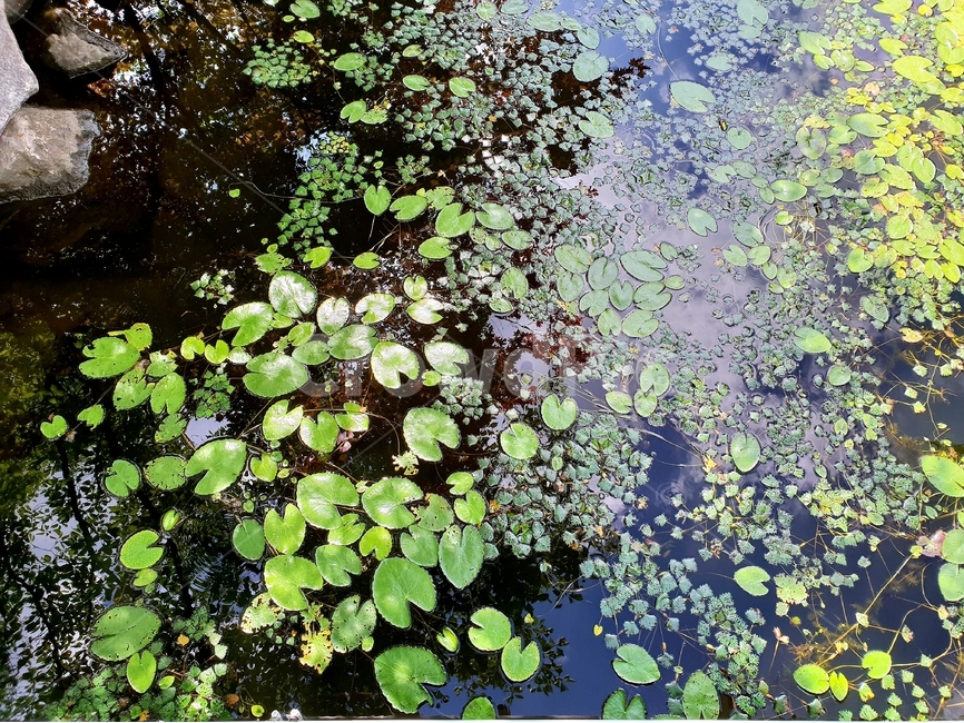 수초,물,자연,식물,배경이미지,여름,호수,연못,background,natural,초록,그린,green,여러해살이,배경,배경화면,색감,바탕,텍스쳐,질감,패턴,이미지,식물,자연,plants,nature