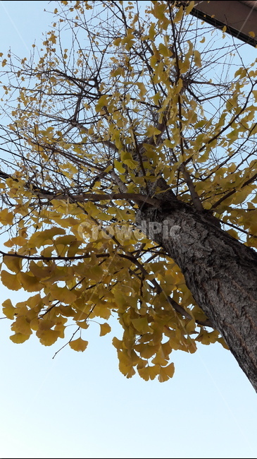 Ginkgo,Maple tree,autumn leaves,yellow maple leaves,Maple