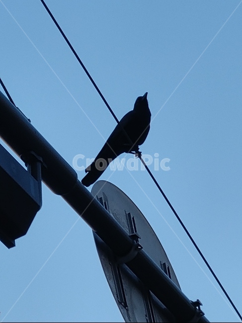 까마귀,bird,새,animal,동물,조류,도시속동물