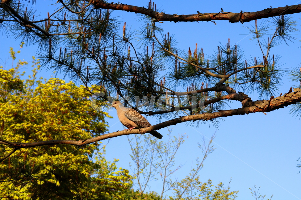 새,비둘기,산비둘기,조류,동물,나무,자연,동물,animal,조류,새,birds