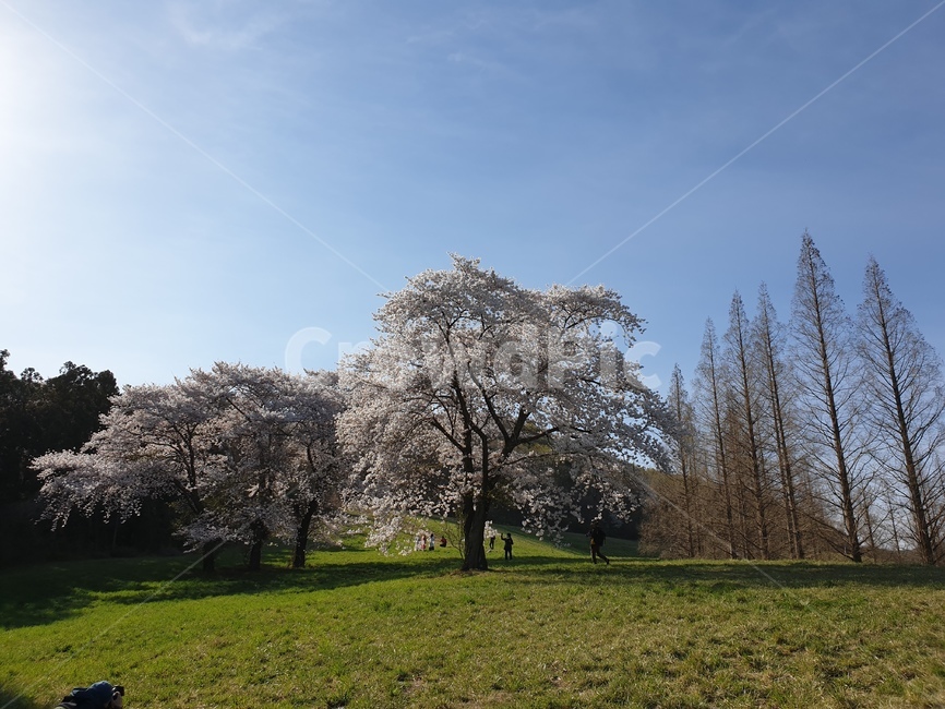 벚꽃,초원,봄,초록,풍경,용비지,봄,계절,spring,season,자연,풍경,nature,landscape,plant,식물