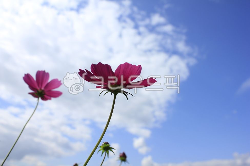 sky,sunshine,nature,cosmos,Cosmos,flower,Gangwondo,sunlight,fall,plant,autumn,Goseonggun,Sky of Autumn