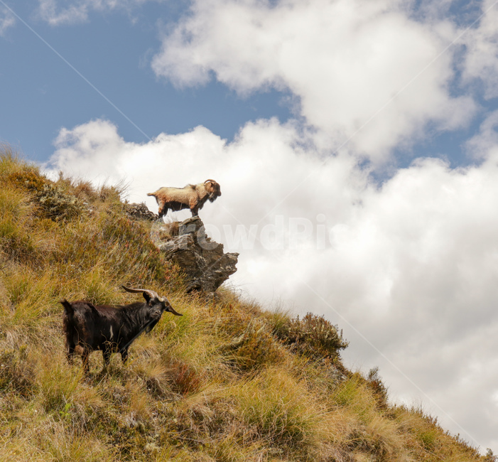 염소,산,goat,구름,하늘,sky,cloud,방목,야생동물,wildlife,자연,풍경,nature,landscape,동물,animal,포유류,mammal