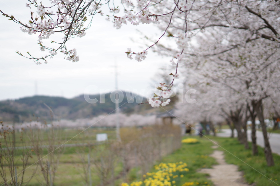 수선화,벚꽃,노랑,봄,초록,흐림,풍경,봄,계절,spring,season,자연,풍경,nature,landscape,한국자연풍경,한국자연경관,korea nature landscape,plant,식물,flower,꽃,blossom