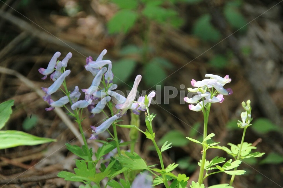 식물,꽃,봄,현호색,자주괴불주머니,식물,자연,plants,nature,꽃,flower