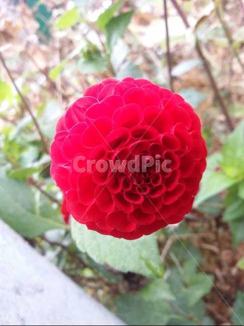 꽃,flower,plant,식물,자연,꽃잎,식물,자연,plants,nature,꽃,flower