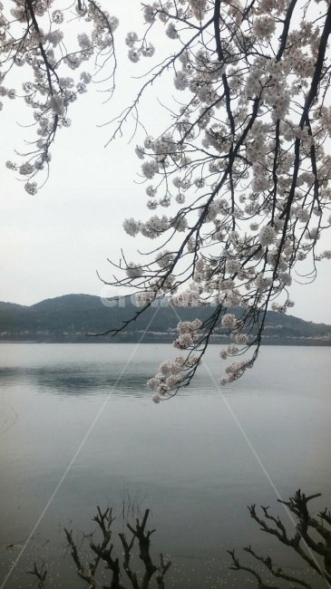 벚꽃,벚나무,강,전원,꽃,봄,계절,spring,season,식물,자연,plants,nature,꽃,flower,outdoors,옥외,ice,빙