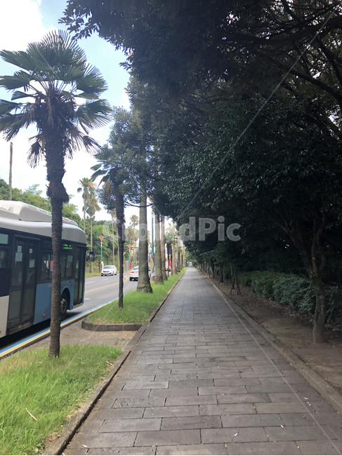도로,버스,나무,자동차,숲,bus,way,car