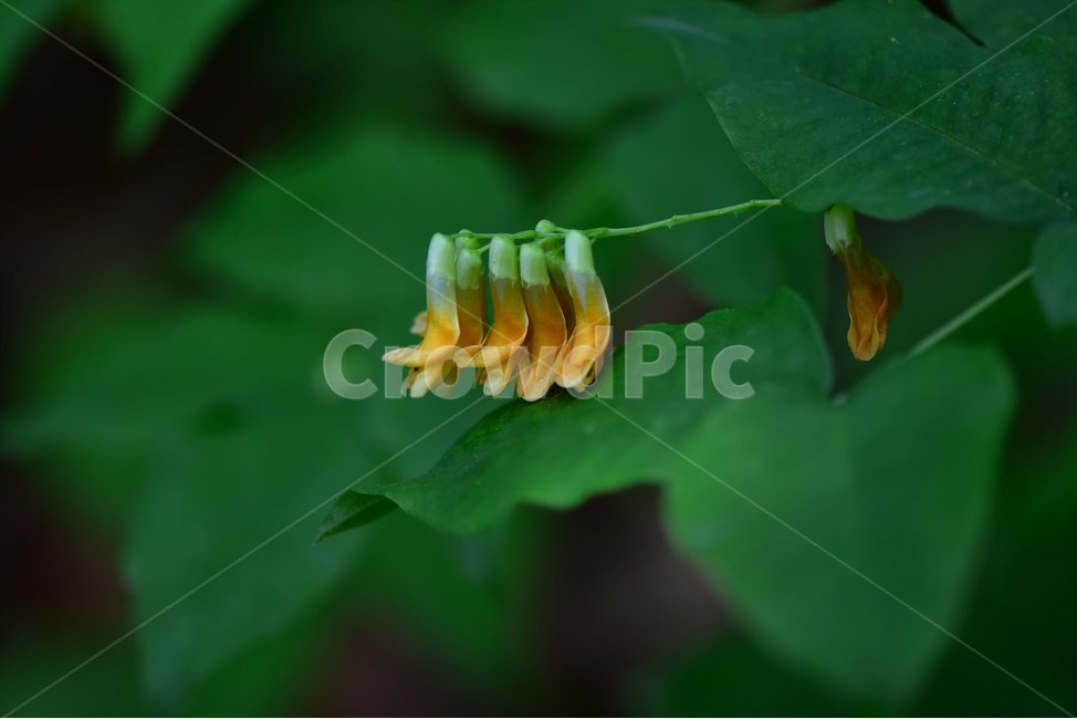 노랑갈퀴,야생화,꽃,식물,자연,생태,플라워,flower,plants,nature,식물,자연,plants,nature,꽃,flower