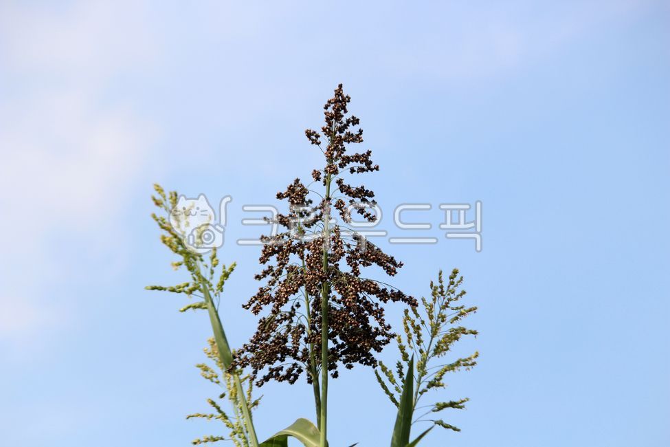 식물, plant, 농작물, 곡식, 수수, 사진,이미지,일러스트,캘리그라피 - benjamin작가