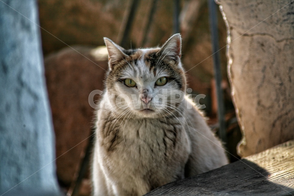고양이,길고양이,동물,애완동물,유기묘,동물,animal,포유류,mammal,고양이,cat,kitten,kitty