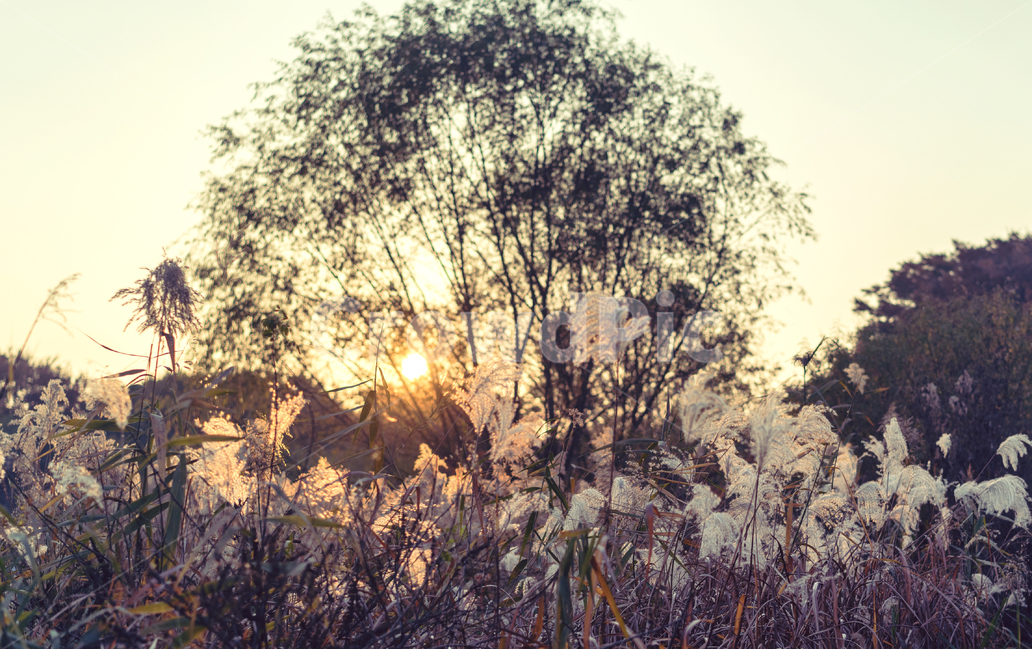 자연,풍경,가을,감성,낙엽,감성사진,나뭇잎,가을,계절,fall,autumn,season,자연,풍경,nature,landscape,식물,plants,감성,sensible,feeling,plant,grass,잔디,light,빛,flare,플레어