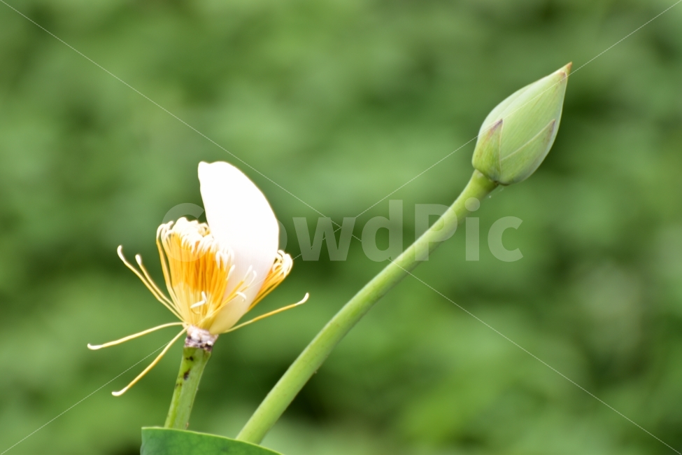 연꽃,피고지고,연밥,상림,d5500,식물,자연,plants,nature,꽃,flower
