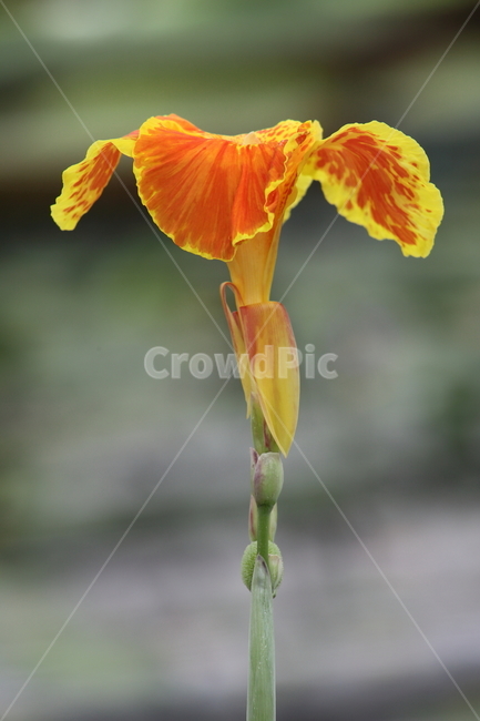plant,식물,flower,꽃,blossom,식물,자연,plants,nature,꽃,flower