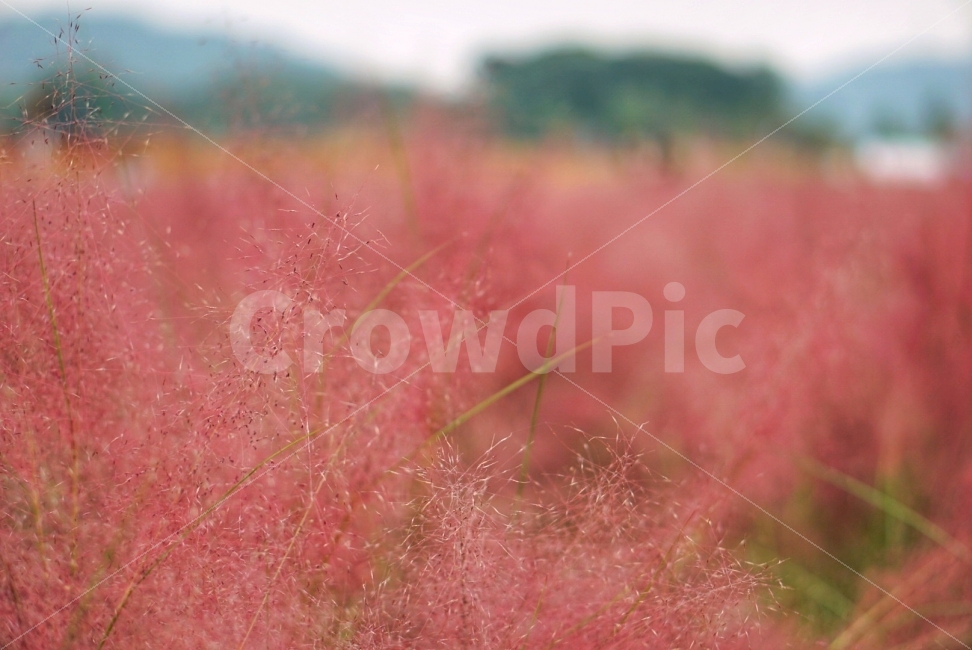 꽃,감성,핑크뮬리,나리공원,양주,가을,계절,fall,autumn,season,식물,자연,plants,nature,감성,sensible,feeling,색깔,색상,색채,색감,color sense,color sensitivity,feeling of color,grass,잔디,plant,invertebrate,무척추 동물,insect,곤충,animal,동물,vegetation,초목