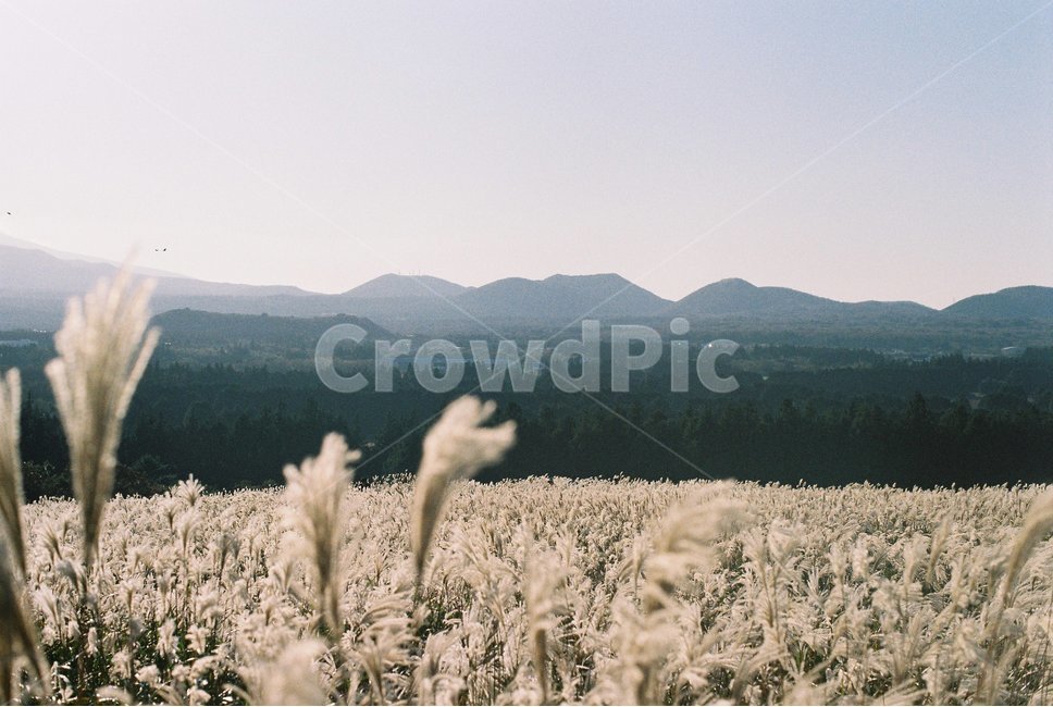 갈대,억새,가을,노을,산굼부리,jeju,제주,풍경,나무,숲,초록,green,island,섬,tree,forest,필름카메라,film,camera,카메라,녹색,갈색,흐림,석양,자연,nature,산