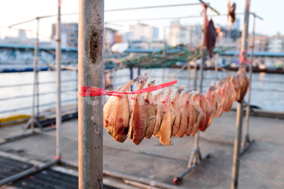 바닷가,어촌,생선,물고기,바닷마을,회,반건조,북어포,수산물,해산물,fishery products,seafood