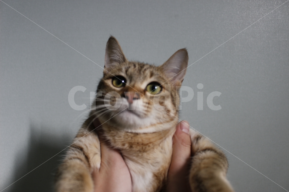 고양이,반려동물,유기묘,길냥이,애완동물,cat,pet,kitten,아기고양이,코숏,코리안숏헤어,동물,animal,동물,animal,고양이,cat,kitten,kitty,포유류,mammal