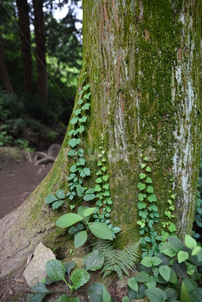 나무,자연,덩굴,식물,풍경,식물,자연,plants,nature,나무,trees,wood