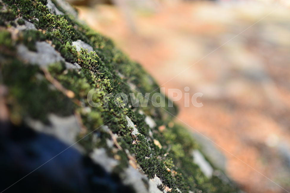 이끼,생명력,합판,나무,식물,자연,오랜,감성,plants,nature,초록,선태식물,계절,포자,moss,식물,자연,plants,nature