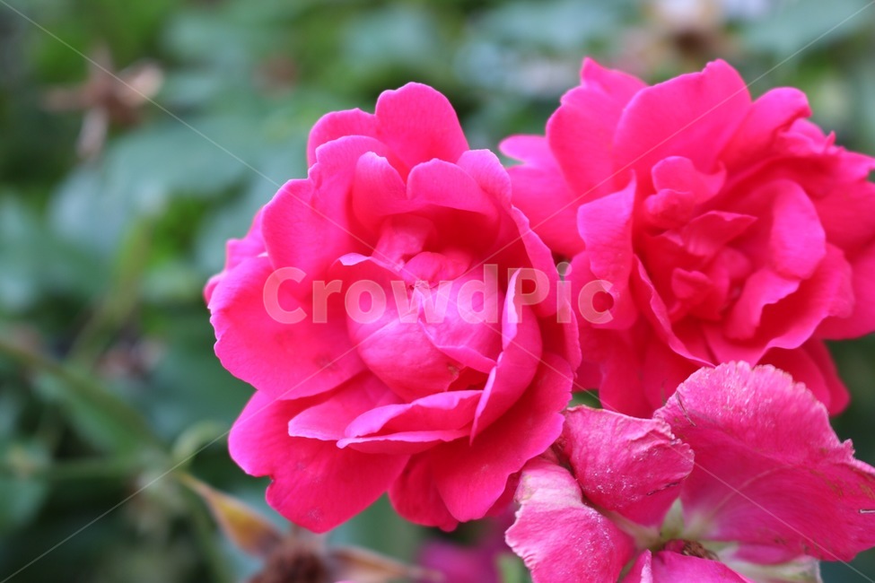장미,분홍,꽃,식물,자연,rose,pink,flower,plants,nature,bara,pinku,hana,shokubutsu,식물,자연,plants,nature,꽃,flower