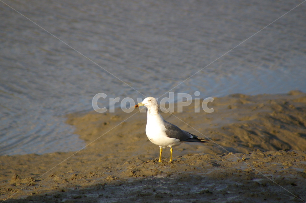 bird,새,animal,동물,seagull,갈매기,동물,animal,조류,새,birds