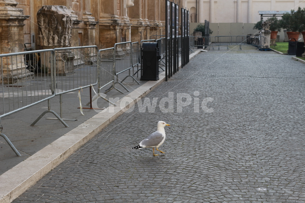 bird,새,animal,동물,handrail,banister,난간,rome,vatican,seagull,동물,animal,조류,새,birds