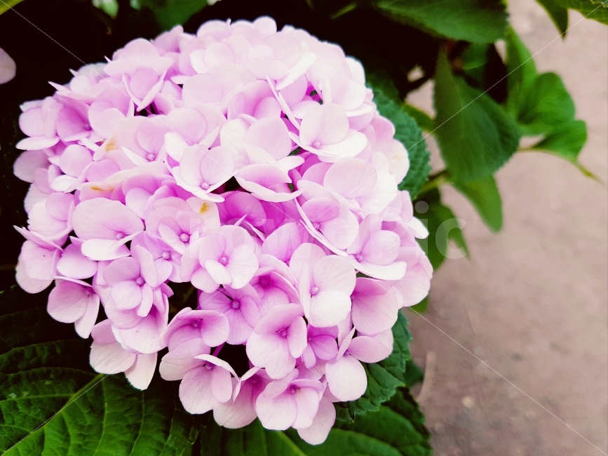 들꽃,수국,꽃,한다발,제주,감성사진,여행,분홍색,핑크색,식물,자연,plants,nature,꽃,flower