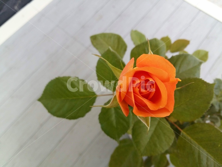 꽃,미니장미,꽃니무,spring,flower,식물,plant,rose,장미,주황색,원예,베란다,실내