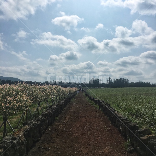꽃길,꽃,하늘,flowerroad,flower,풍경,제주,동네,sky,daily,view,jeju