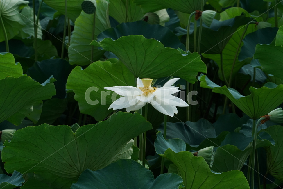 백련,lotus,연꽃,수초,식물,담수초,땅속줄기,수중식물,수련과