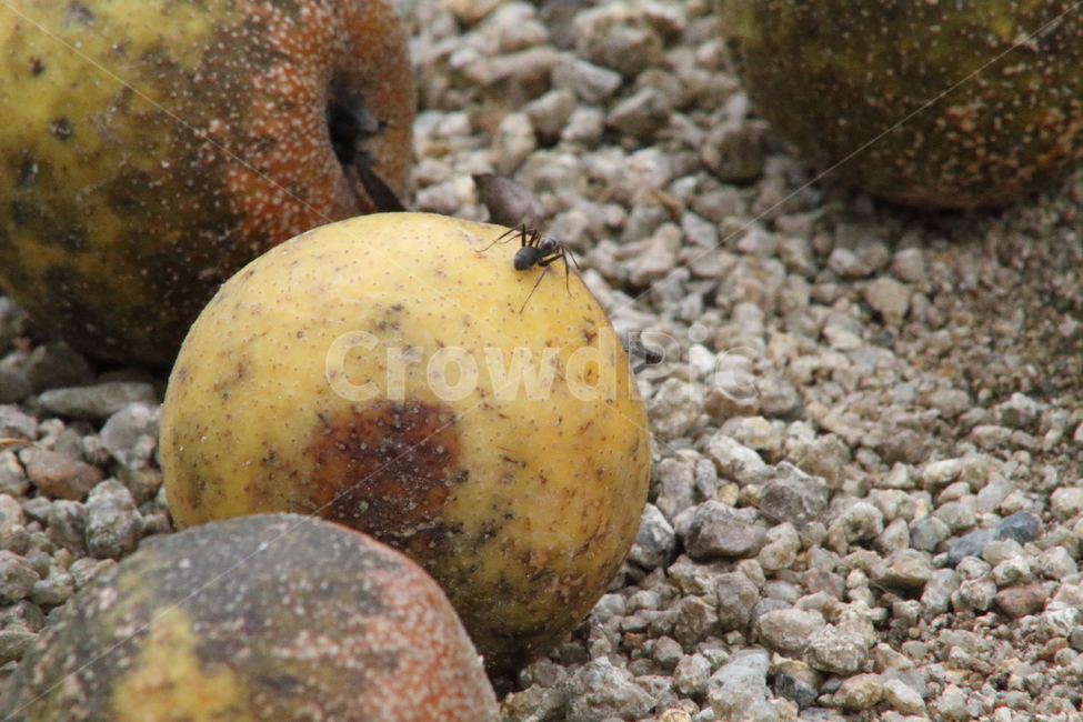 돌배,과일,열매,sandpear,pyruspyrifolia,개미,ant,배,동물,animal,곤충,벌레,insect,bug,과일,열매,fruit