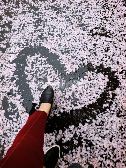 봄,벗꽃,하트,비,풍경,사랑,봄,계절,spring,season,꽃,flower,사람,인물,인간,human,person,신체일부,몸,body,감정표현,기분,feeling,emotion,plant,식물,blossom,petal,꽃잎