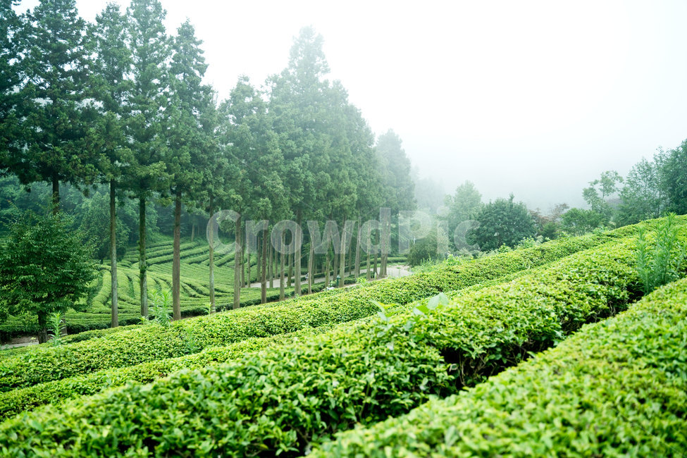 녹차밭,녹차,보성,보성녹차밭,안개,초록,자연,nature,풍경,한국풍경,자연,풍경,nature,landscape,한국자연풍경,한국자연경관,korea nature landscape