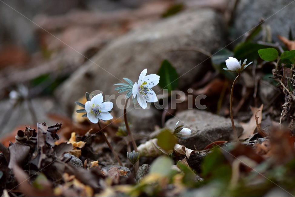변산바람꽃,2018년,2월,야생화,꽃,생태,식물,자연,들꽃,산꽃,봄,감성,힐링,플라워,계절,시즌,wild,Flower,plants,nature,spring,season,배경,나무,목본,풀,초본,미나리아재비과,너도바람꽃속,flower,생태사진,봄꽃,거제도,봄,계절,spring,season,식물,자연,plants,nature,꽃,flower,plant,blossom,geranium,제라늄
