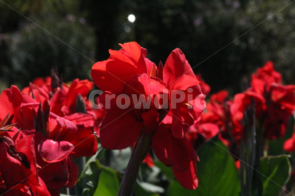 칸나,꽃,붉은색,레드,자연,plant,식물,geranium,제라늄,flower,blossom,식물,자연,plants,nature,꽃,flower