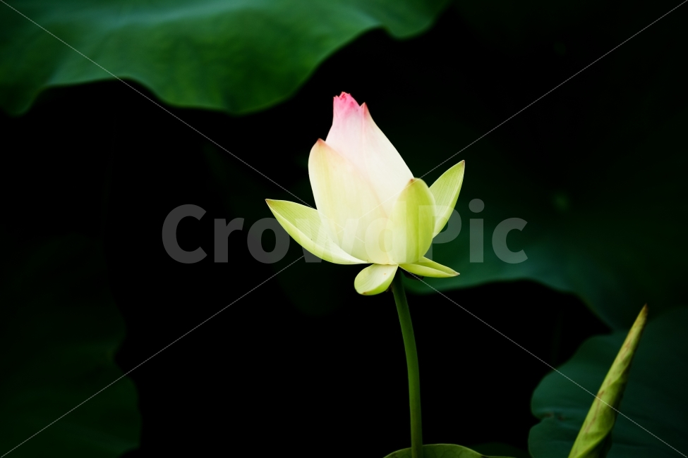 관곡지,연꽃테마파크,시흥,연꽃,봉오리,연잎,식물,자연,plants,nature,꽃,flower