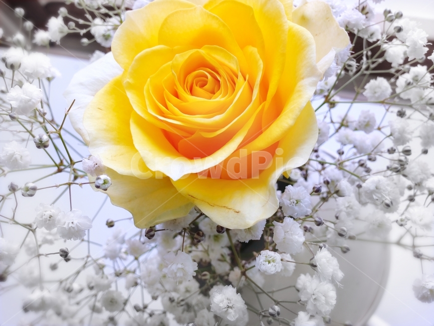 장미,rose,꽃,flower,꽃다발,노랑,노란장미,식물,안개꽃,식물,자연,plants,nature,꽃,flower