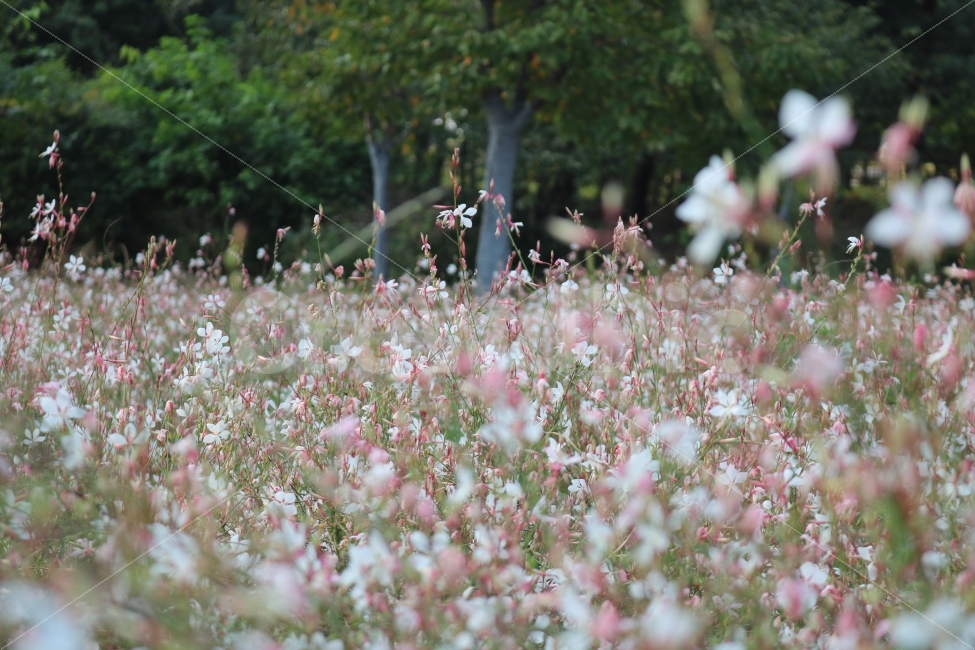 자연,꽃,식물,감성,힐링,자연,풍경,nature,landscape,plant