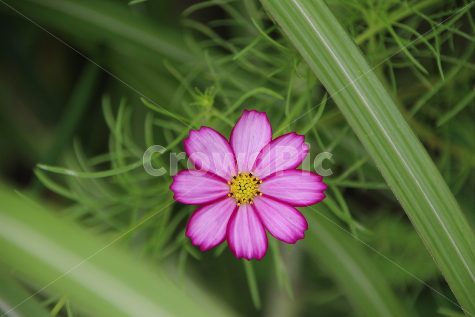 코스모스,꽃,핑크색,클로즈업,가을,식물,한개,녹색배경,배경흐림,cosmos,petal,flower,closeup,plant