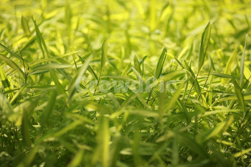 잎,식물,초록색,빛,감성사진,식물,자연,plants,nature