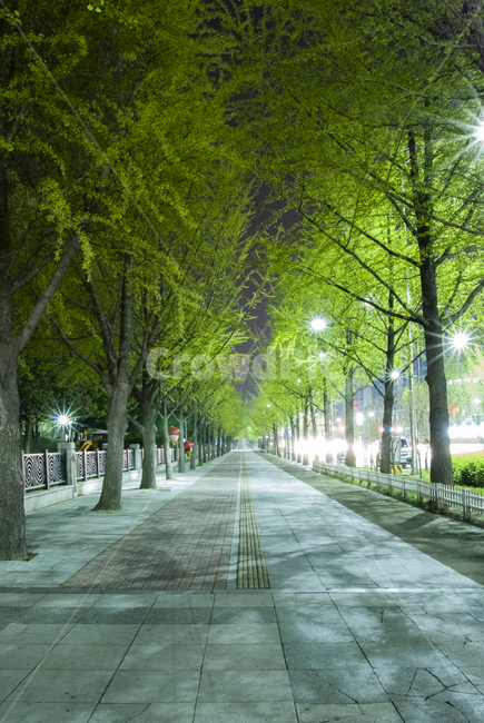 올림픽공원,야경,서울야경,nightview,olympicpark,가로수,자연,풍경,nature,landscape