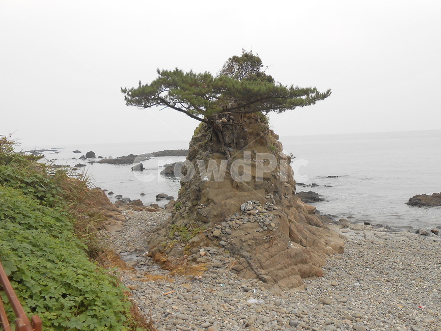 바다풍경,작은바위,좋은풍경,산책로,파도소리길,소나무