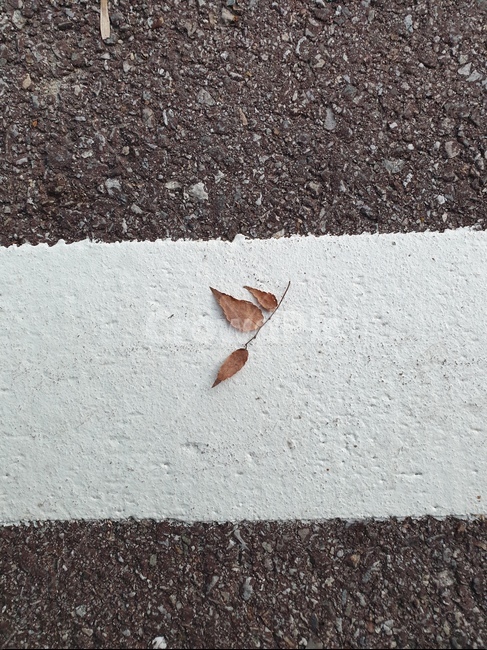 아스팔트,tarmac,가을,낙엽,모양,도로,흰색,가을,계절,fall,autumn,season,식물,자연,plants,nature,asphalt