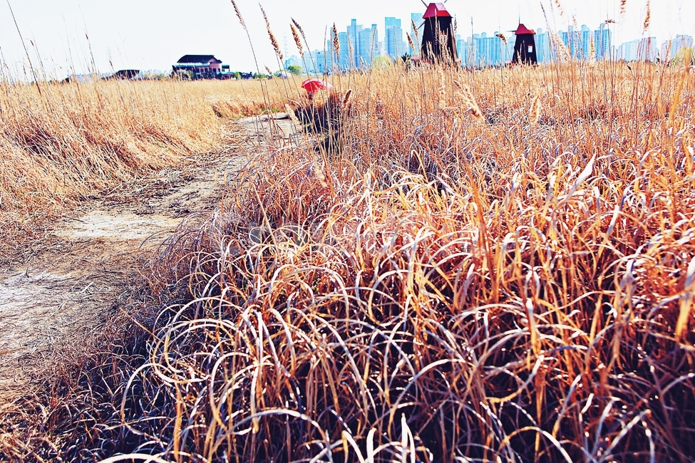풍차,갈대식물,생태공원,풍경,자연,배경,가을,계절,fall,autumn,season,자연,풍경,nature,landscape