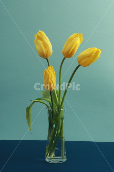 plant,식물,flower,blossom,꽃,노랑색,yellow,튤립,tulip,정물,꽃,flower