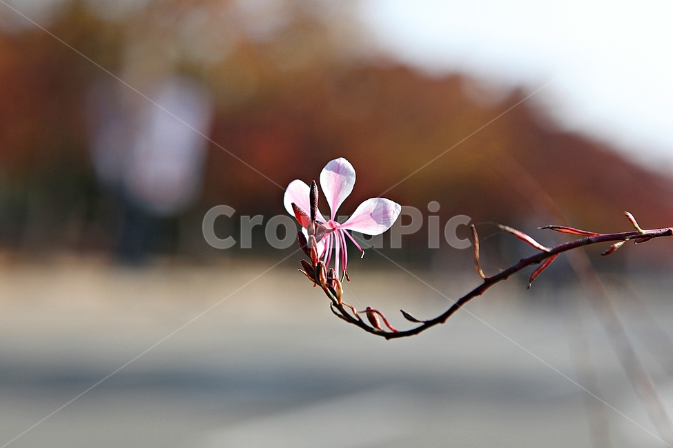 가우라,꽃,꽃잎,잎,줄기,식물,공원,자연,가을,가을,계절,fall,autumn,season,식물,자연,plants,nature,꽃,flower,geranium,제라늄,plant,blossom